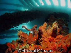 " A look at the Sky" (seahorse in the picture), Crash Boa... by Abimael Márquez 